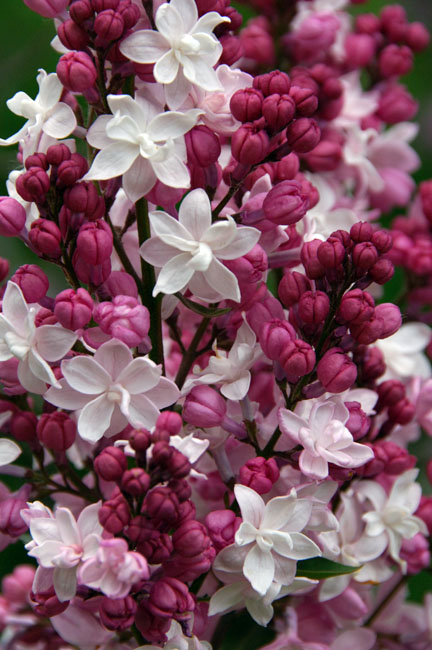 ''Sweetheart'' Syringa hyacinthiflora